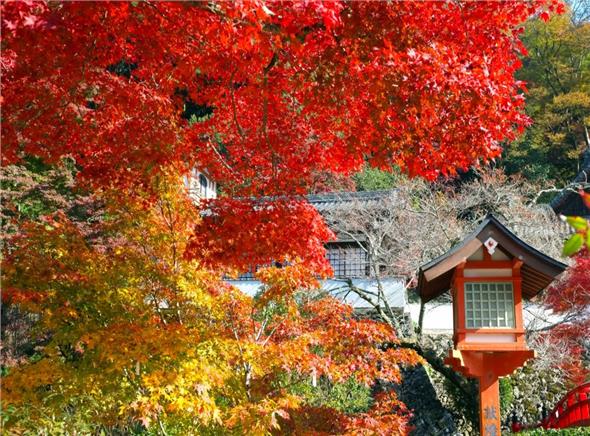 Du lịch Nhật Bản 2022: Hà Nội- Lâu đài Osaka- Công viên Nara- Kyoto - Làng Oshino Hakkai -Núi Phú Sĩ 6 ngày 5 đêm bay hàng không Vietnam airlines